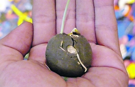 Bomba de semillas