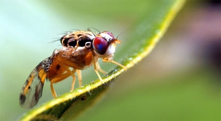 ¿Insectos transgénicos para controlar plagas? ¿Insectos transgénicos para controlar plagas?